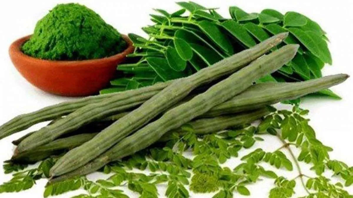 5 Manfaat teh kelor untuk kesehatan bila diminum secara rutin