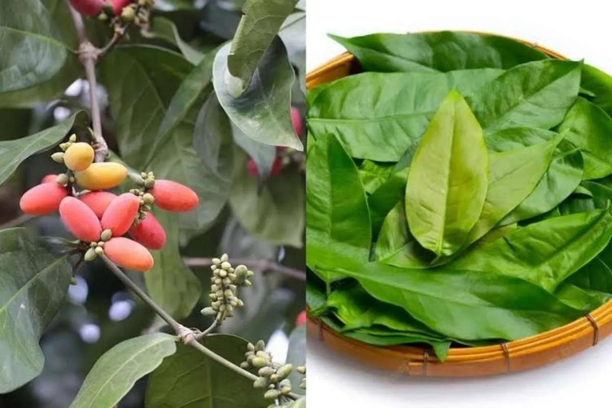 Manfaat Daun Melinjo Untuk Kesehatan, Ada 10 Hal Menarik