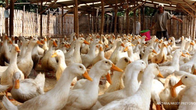 China dilanda flu burung, WNI diminta waspada
