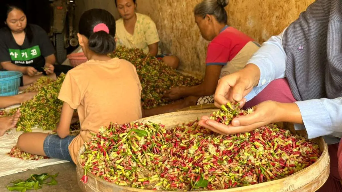 Kontaminasi Radioaktif di Cengkeh Indonesia, Petani: Tak Ada Insiden di Negara Lain