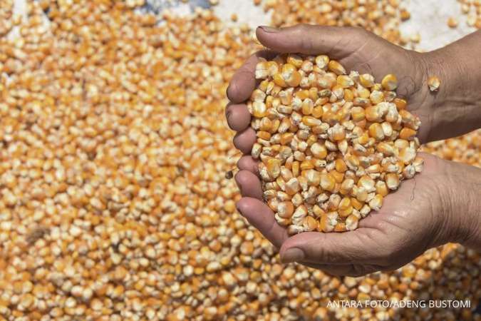 Terbitkan Inpres 10/2025, Prabowo Targetkan Pengadaan Jagung 1 Juta Ton