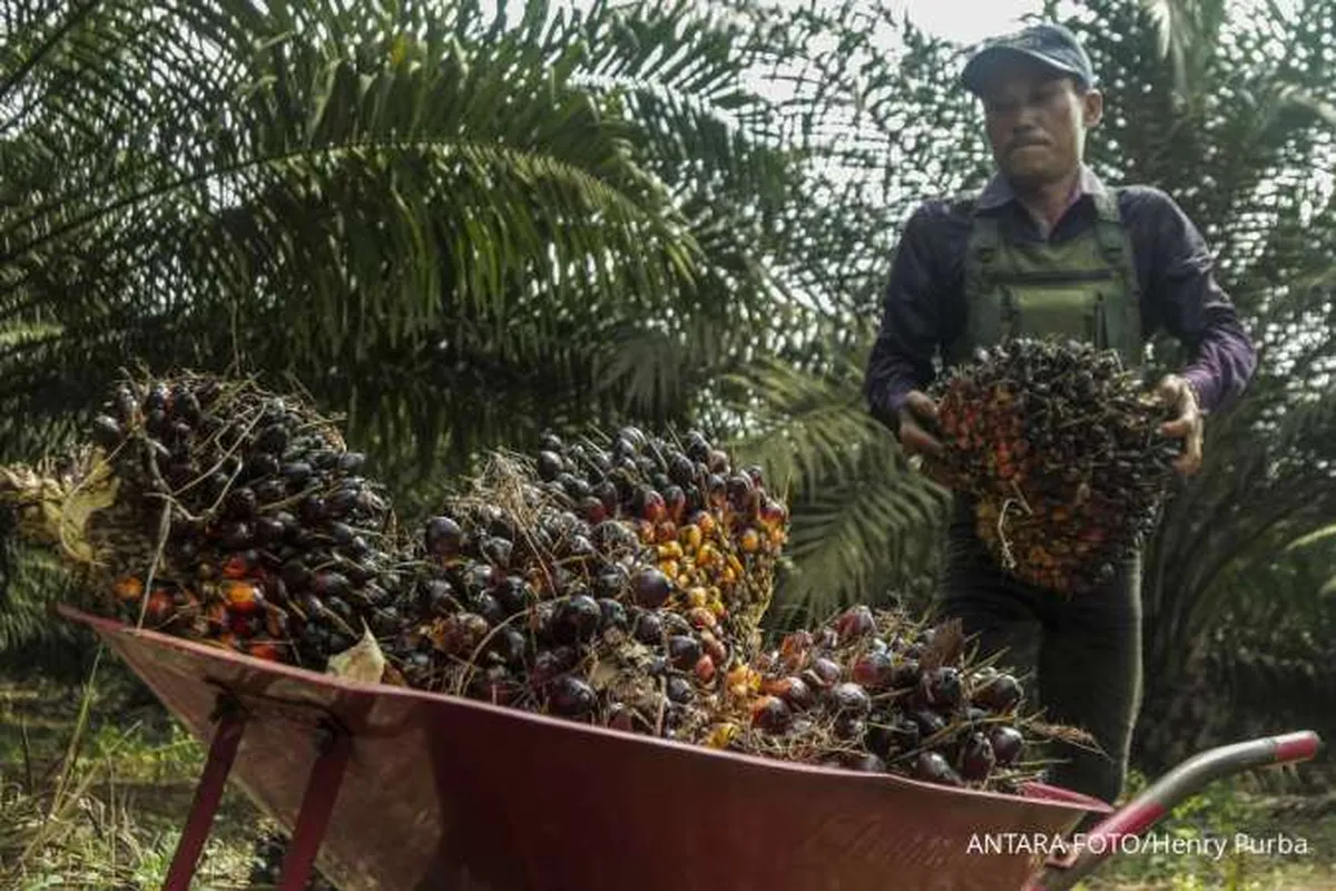 Kontribusi Devisa Industri Sawit Capai US$ 9,78 Miliar per Mei 2024