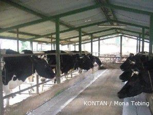 Sentra susu Lembang: Peternak kian banyak, pakan kian sulit (2)