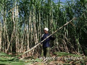 Pemerintah bidik Sumatera dan Sulawesi untuk program food estate