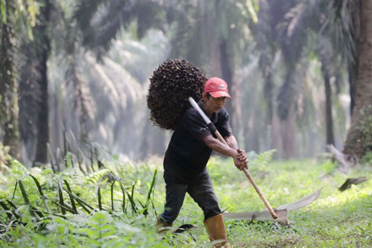 Indonesia, Malaysia Commit to Biodiesel Mandates Despite Higher Prices