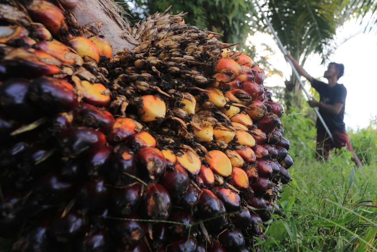Ganjalan Produk Sawit Masuk Eropa