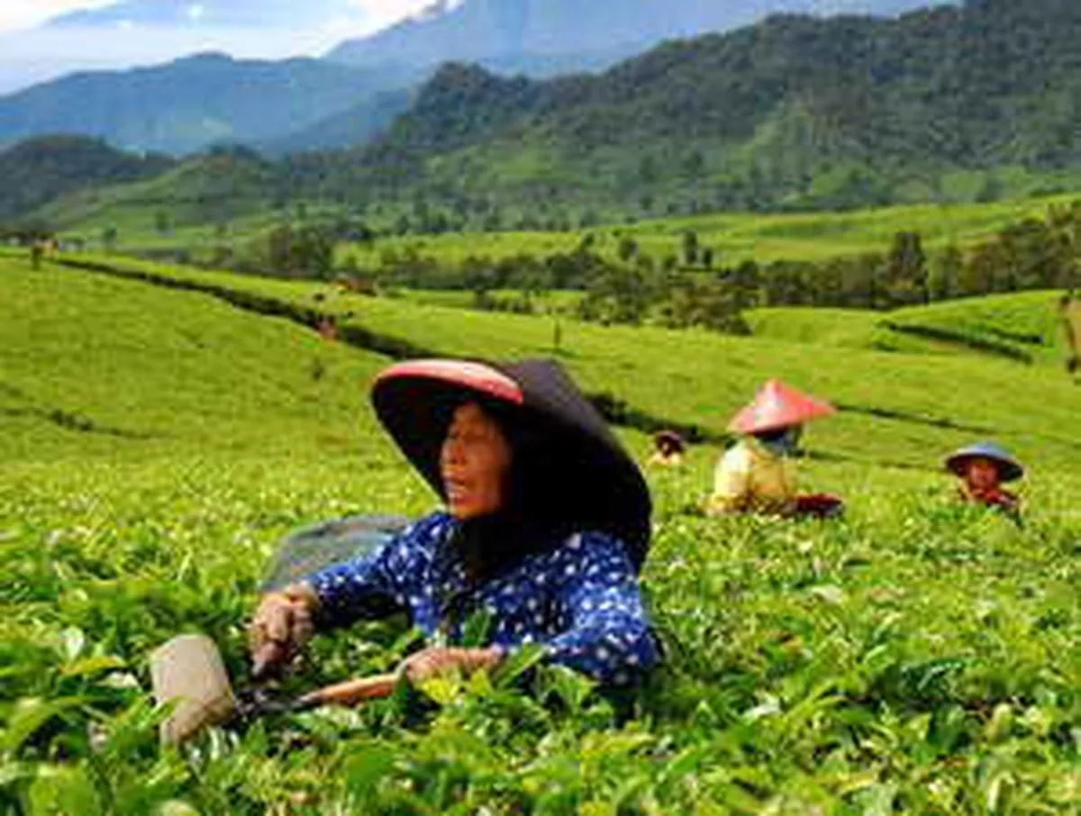 Nestle Akan Luncurkan Teh Premium