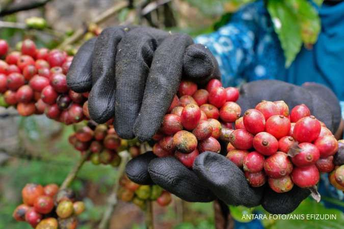 Harga Kopi Robusta Turun Drastis! Diskon hingga US$45 di Indonesia