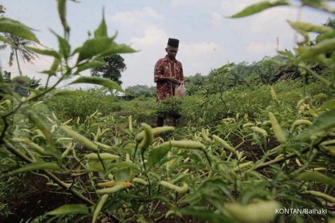 Harga Hortikultura Turun, Nilai Tukar Petani Menyusut pada Januari 2026