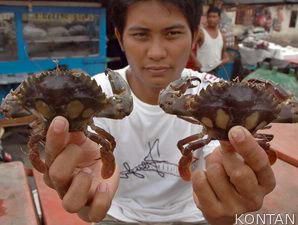 Menguliti Keuntungan dari Pengolahan Kulit Rajungan 