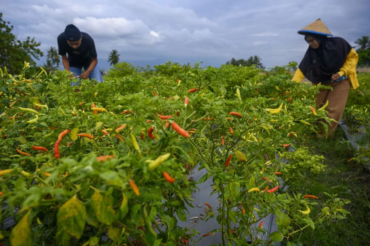 4 Cara menanam cabe yang mudah dilakukan