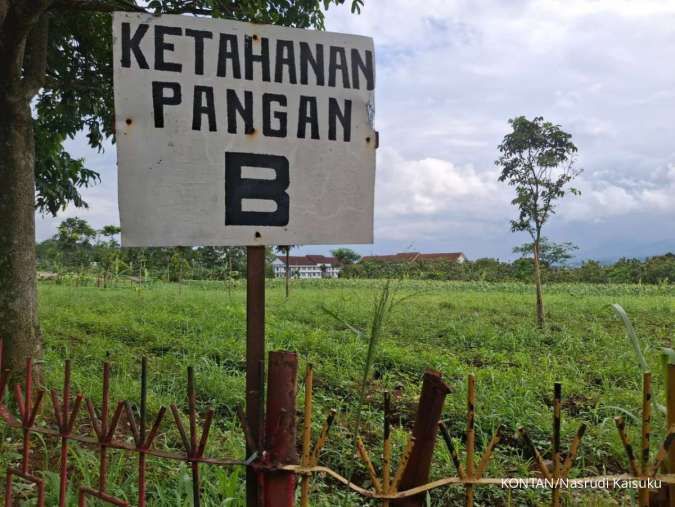 INDEF: Alokasi Lahan Tak Akurat Jadi Risiko Serius bagi Ketahanan Pangan
