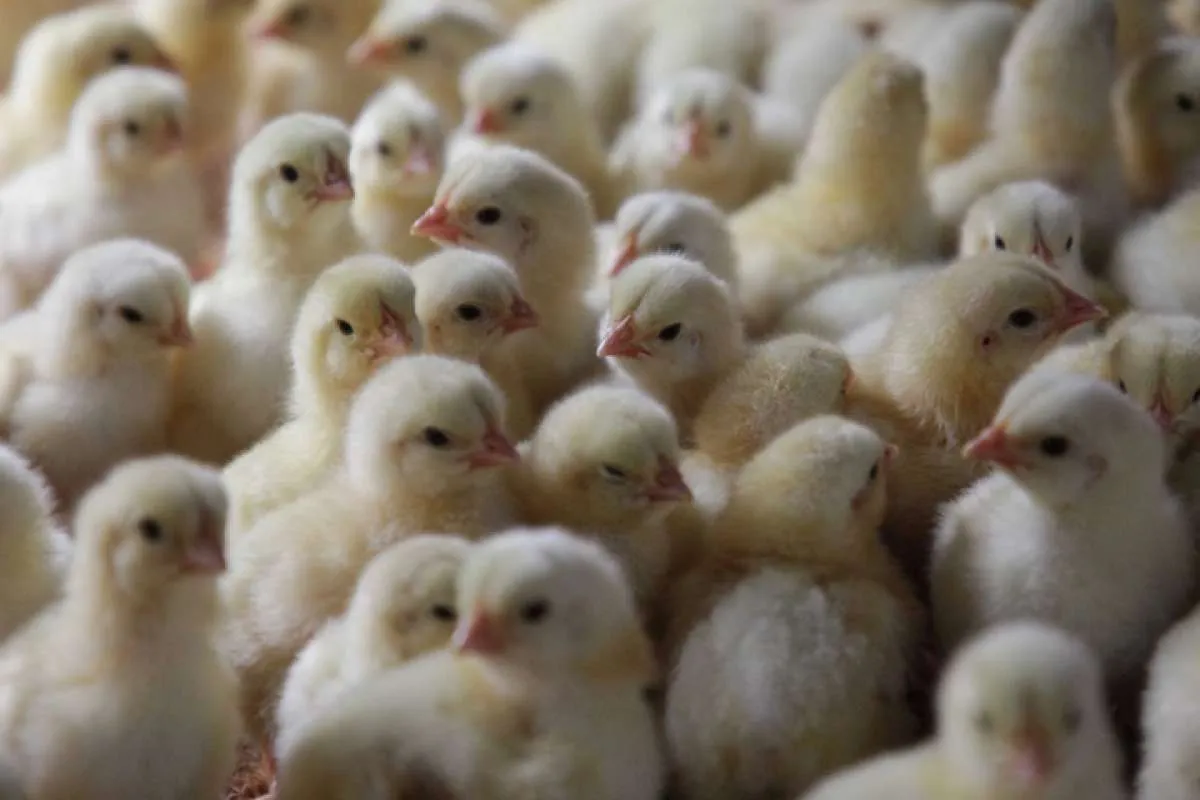 Fosil nenek moyang ayam ditemukan di Belgia