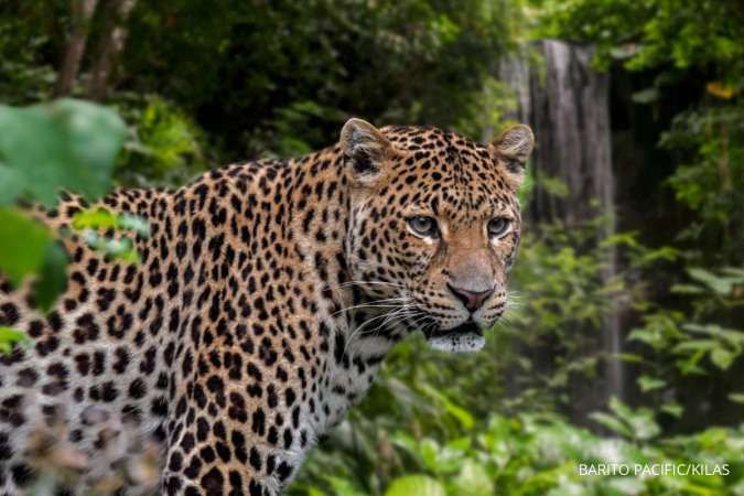 Pelepasliaran Macan Tutul Jawa di Star Energy Geothermal Salak