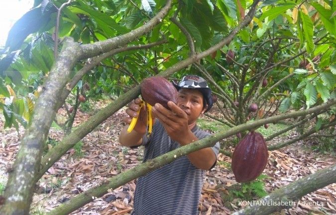 Lahan kakao Indonesia terus susut