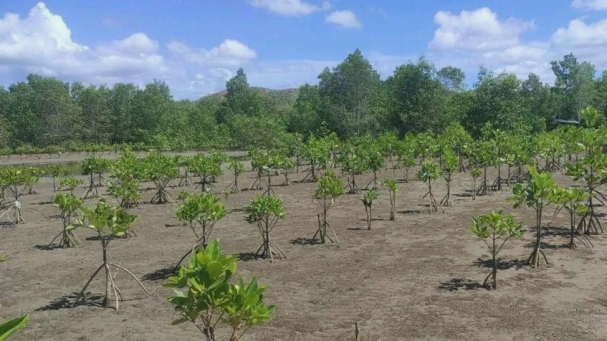 Intip Capaian Kinerja Pemulihan Hutan dan Lahan Sepanjang 2023