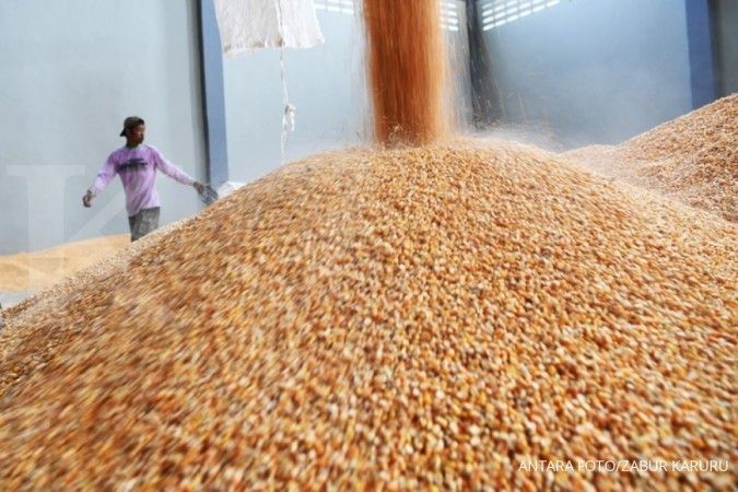 Harga belum turun, Darmin: Bulog akan kembali impor jagung 150.000 ton pada Februari 
