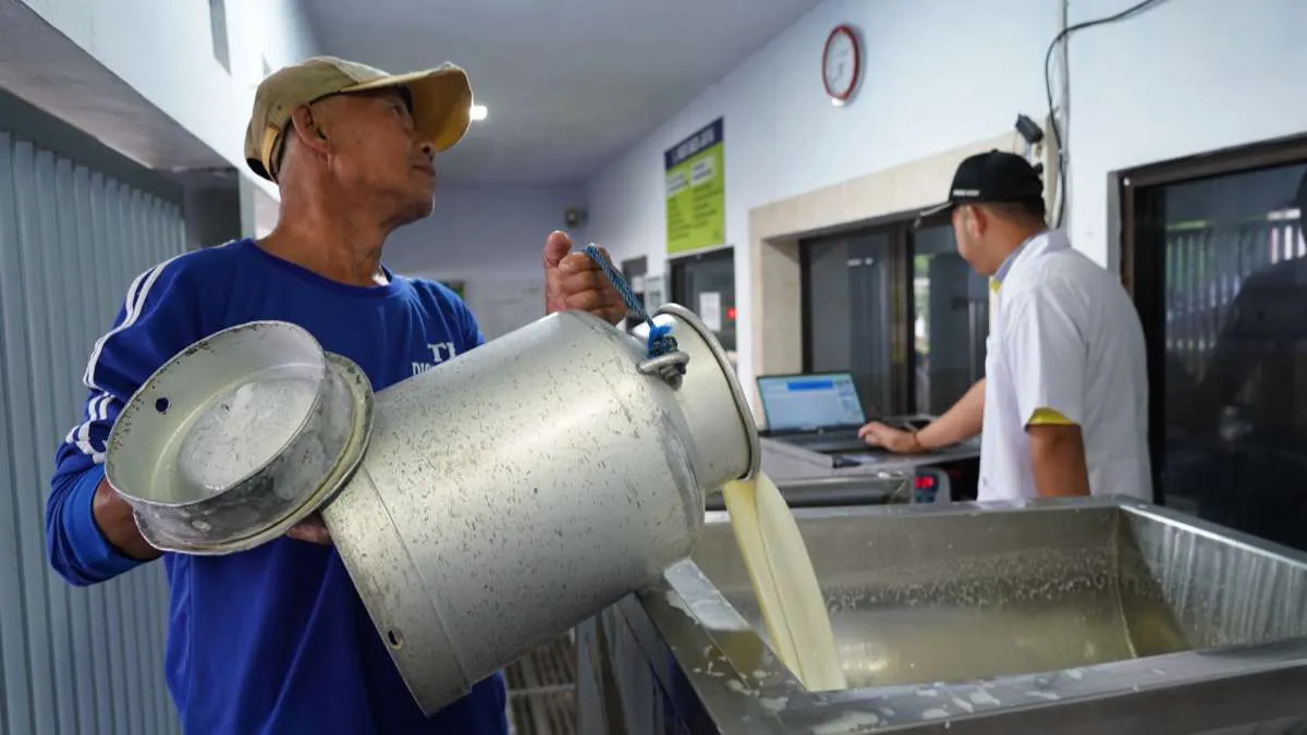 Produksi Susu Lokal Baru 20%, Bapanas Andalkan Sapi Grati Bisa Hasilkan 30 Liter/Hari