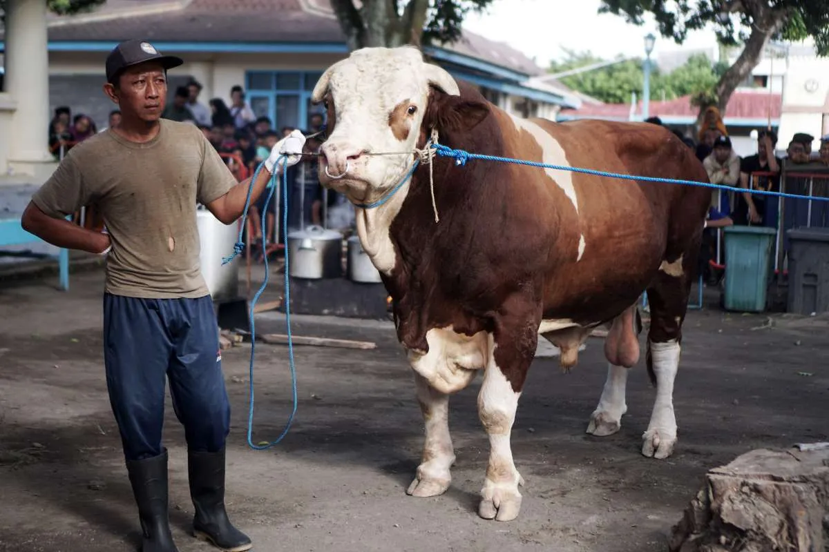 Idul Adha Mengerek Daya Beli dan Nilai Tukar Usaha Petani Bulan Juni 2023 Naik 0,33%