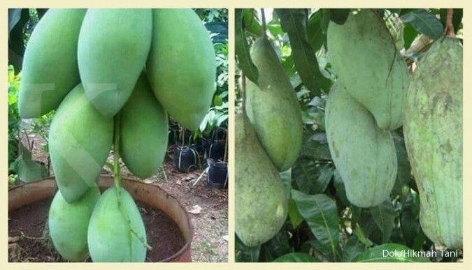 Mendulang untung dari si jumbo asal negeri jiran