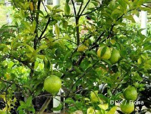 Bisnis jeruk keprok bikin makmur (2)