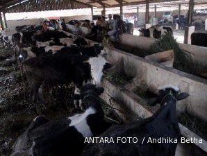 Pemerintah rogoh Rp 10,8 miliar untuk beli sapi korban Merapi
