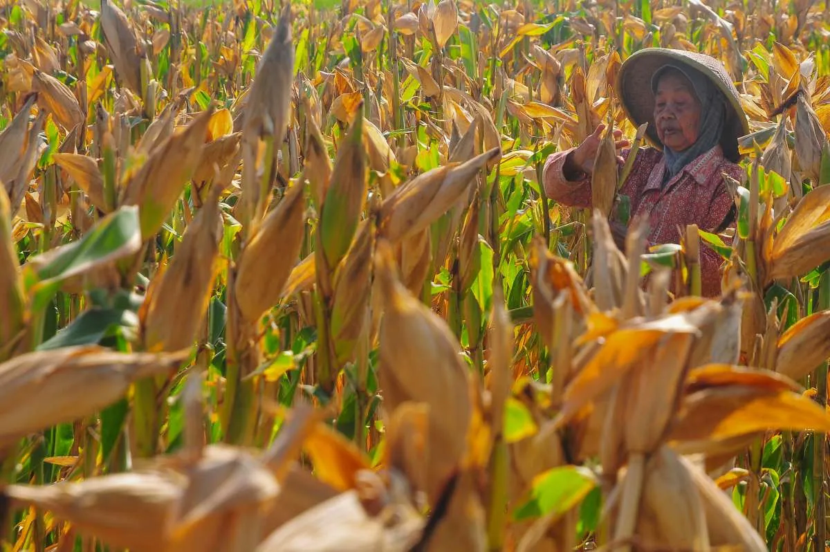 Pemerintah Tetapkan HPP Jagung Rp 5.500 per Kilogram