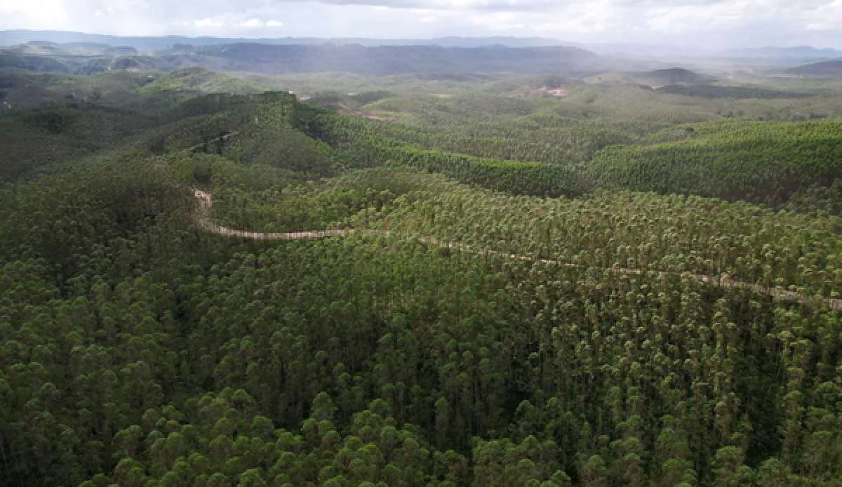 Hutan Tanaman Indonesia Terhambat Ikuti Sertifikat FSC, Ini Penyebabnya