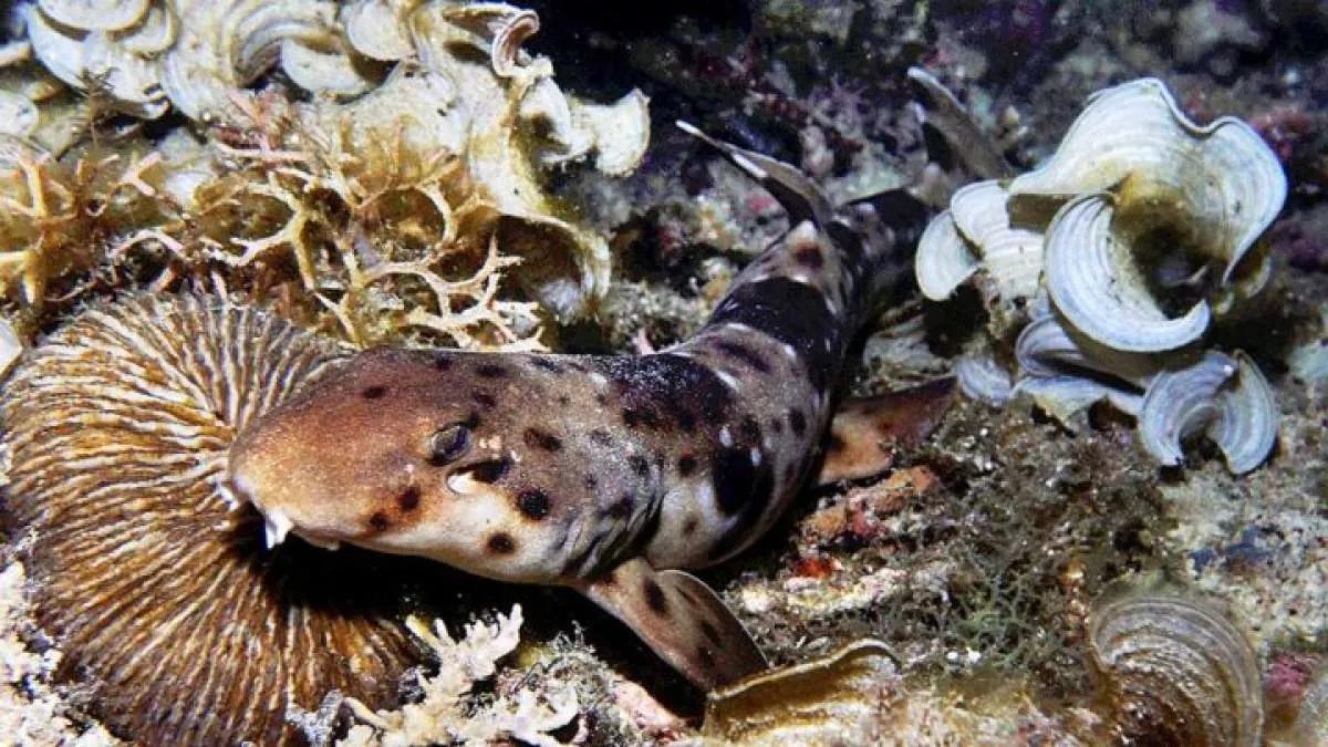 Hiu berjalan? Ada, lo, berkembang di Australia hingga Indonesia Timur