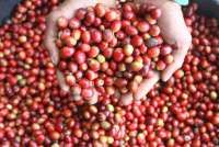 Penerapan UU Anti Deforestasi Uni Eropa Pengaruhi Kelangsungan Bisnis Kopi Nasional