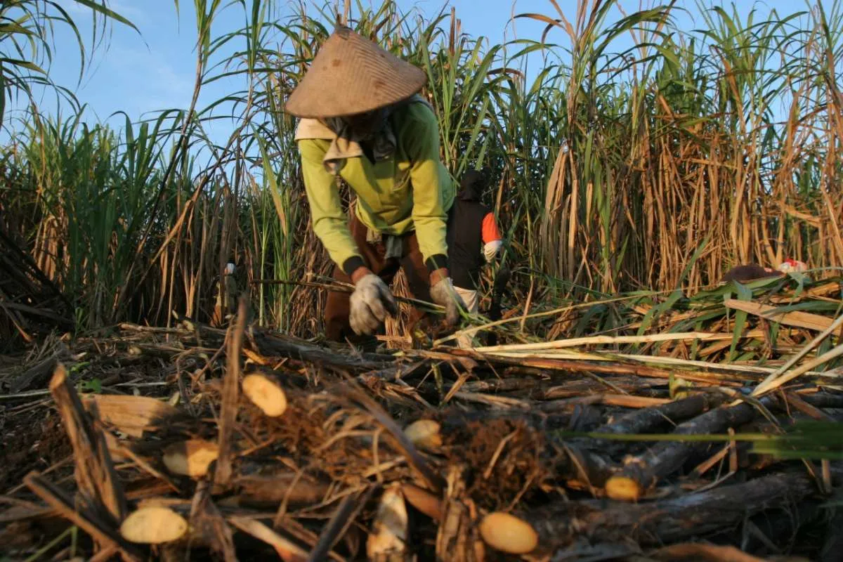Tingkatkan Produksi Gula, Pemerintah Bakal Turunkan Bunga KUR Petani Tebu Jadi 3%