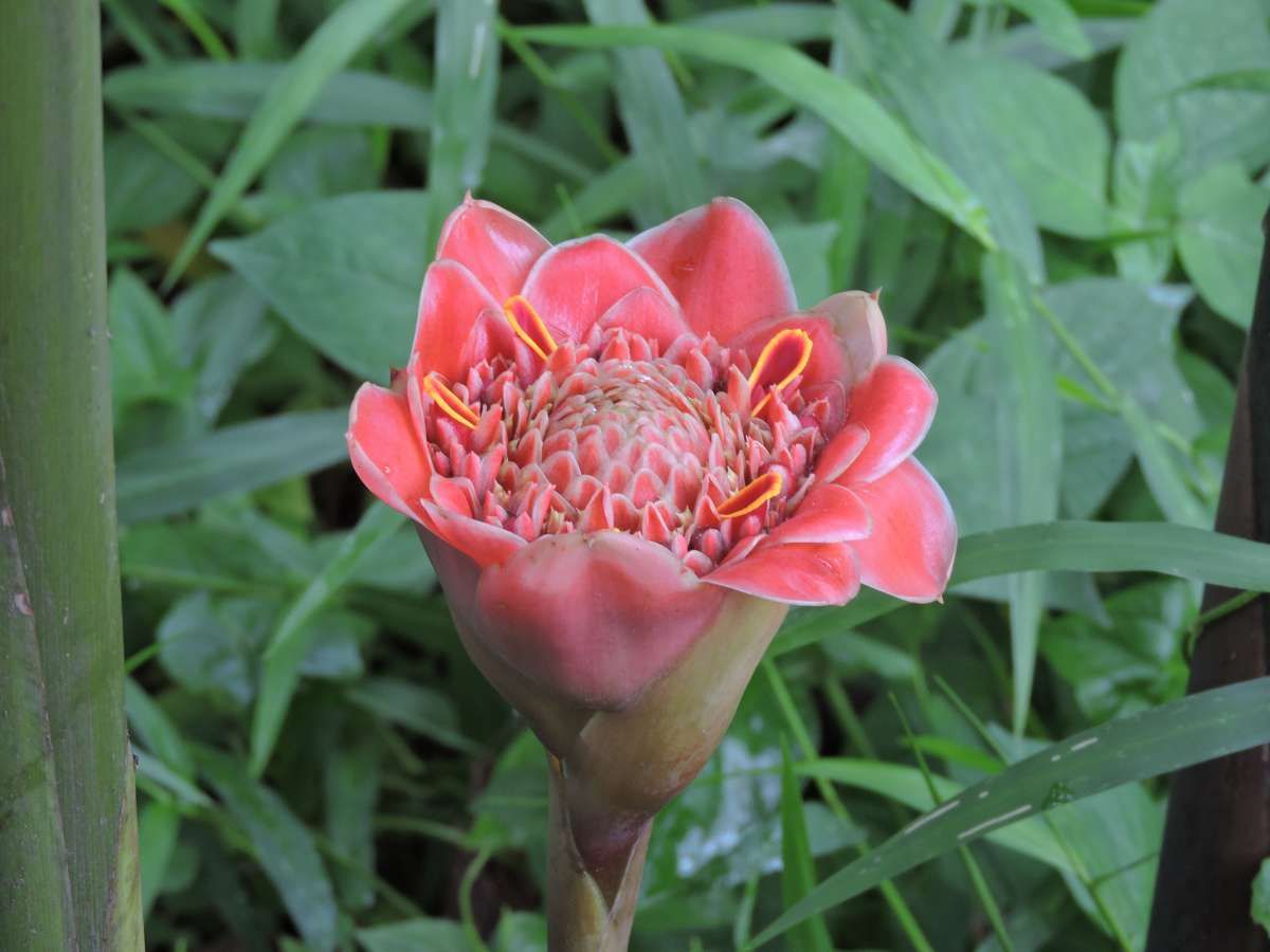 Bunga Protea dan Sakura Lokal