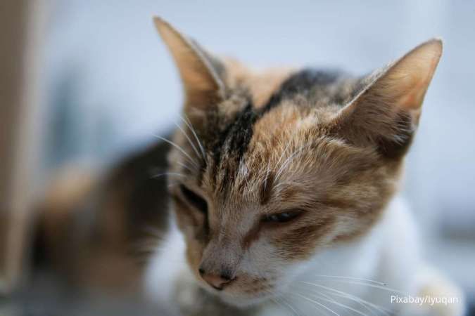 Cara Mengobati Kucing Mencret karena Diare, Lakukan Perawatan Ini 