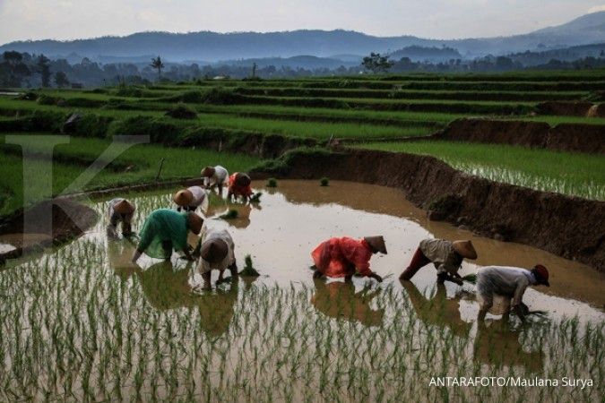 Luas areal tanam padi di Temanggung meningkat