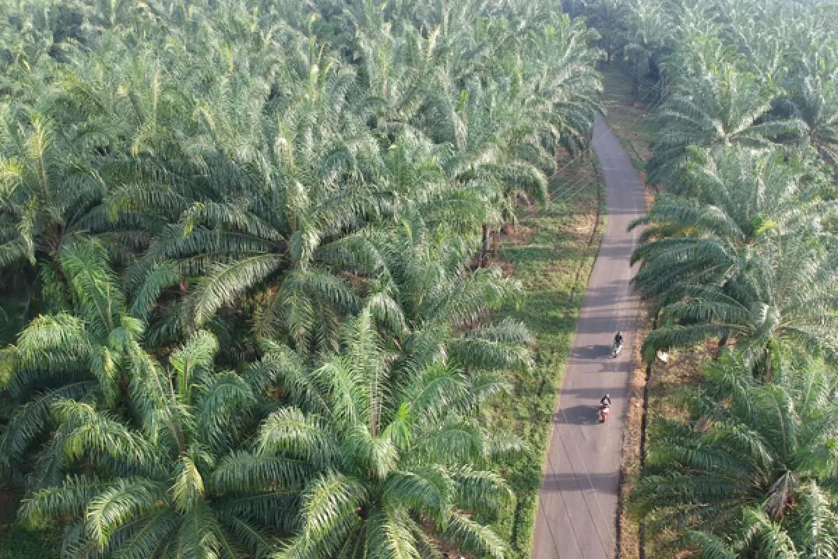 GIMNI Keberatan Terhadap Penerapan DMO Jadi 30%, Ini Alasannya