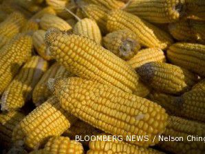 Rusia bakal impor jagung dari beberapa negara