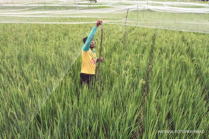 Kebutuhan Pokok Melejit! Masyarakat Desa Rasakan Pukulan Dollar, Ini Dampak Nyatanya