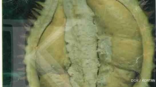 Sambung pucuk lahirkan si durian musang king (2)