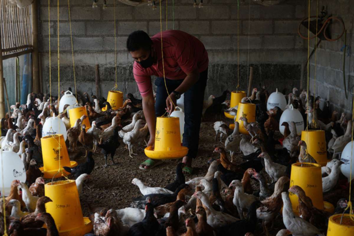 Mengekas Protein dari Ternak Ayam Sendiri di Belakang Rumah