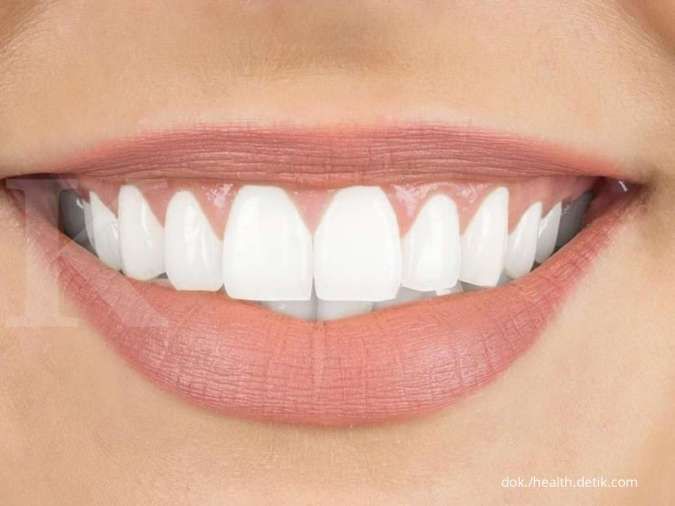 struktur gigi manusia