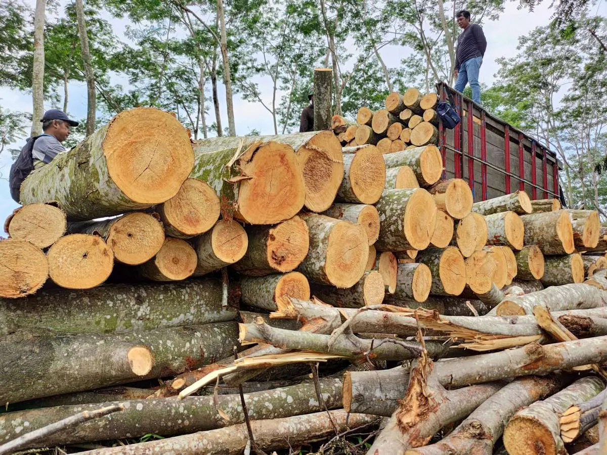 Dharma Satya Nusantara (DSNG) Raih Pinjaman US$ 15 Juta dari ADB Untuk Bisnis Kayu