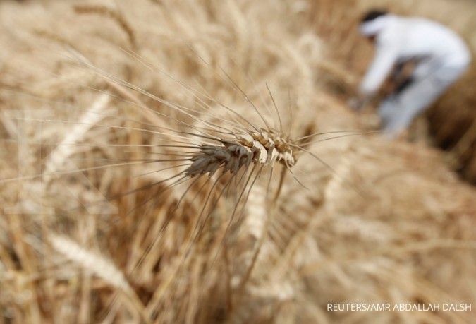 Jagung tak mencukupi, impor gandum terancam naik