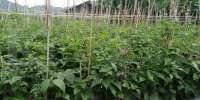 Hadapi El Nino, Syngenta Percepat Adopsi Teknologi untuk Jaga Produktivitas Pertanian