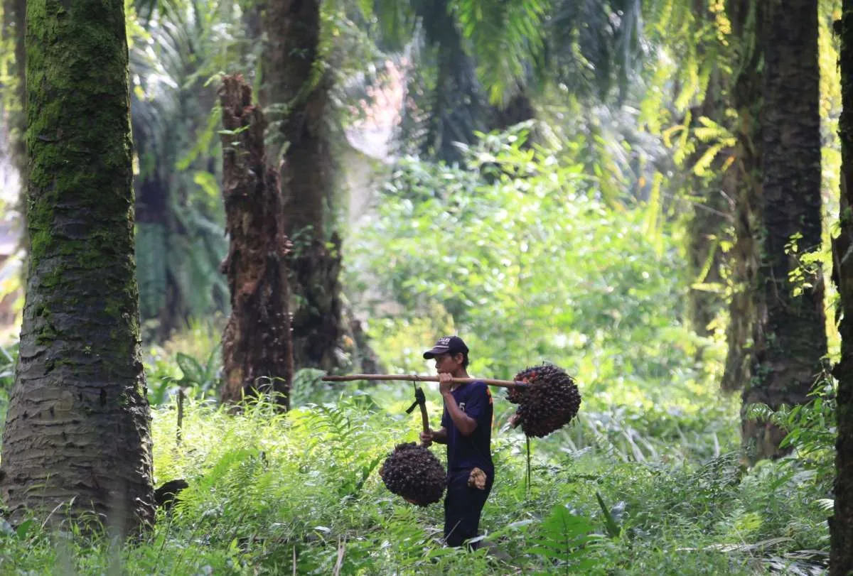 Naik per 1 Juni, ini rincian tarif ekspor CPO