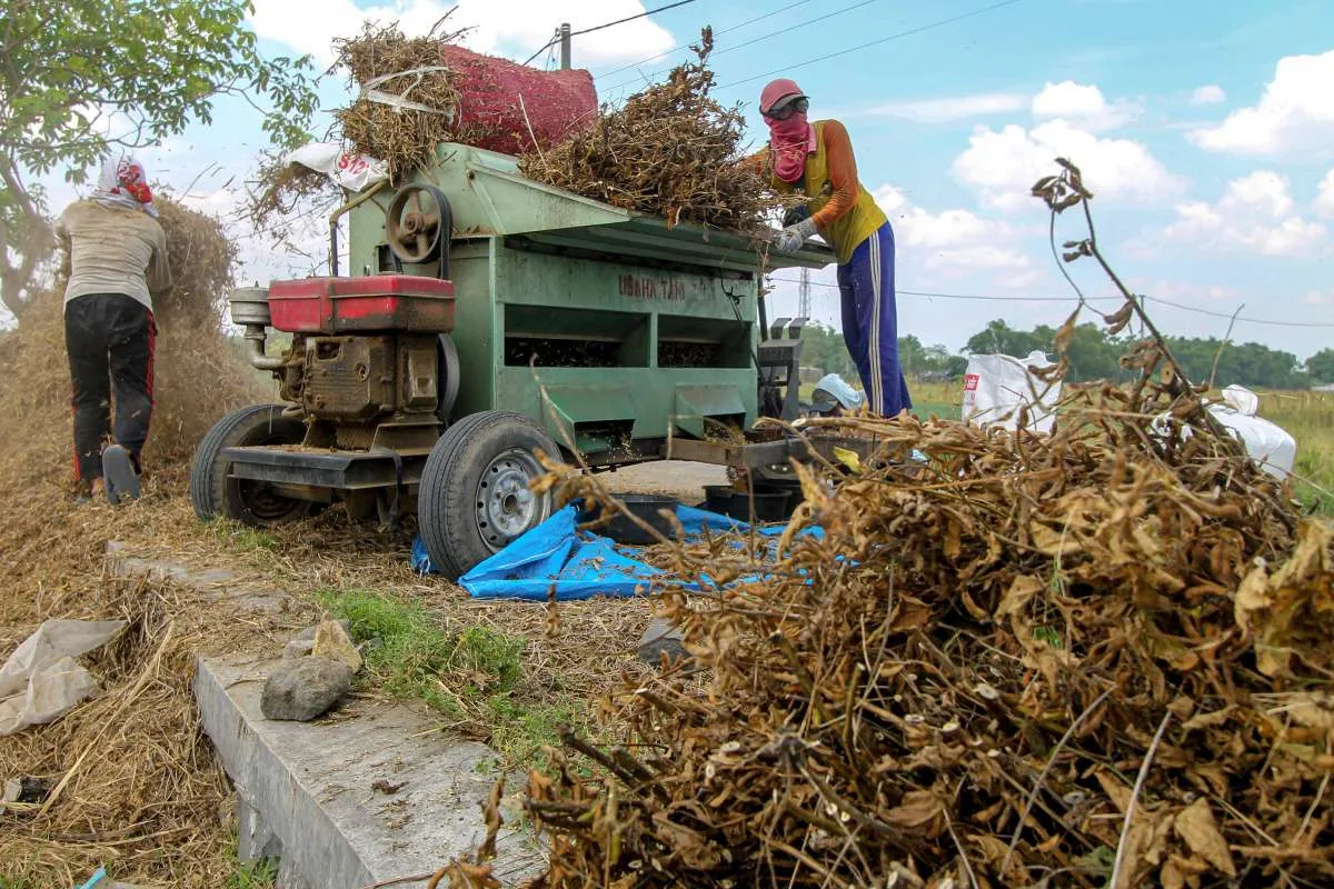 Defisit 2,5 Juta Ton, Begini Jurus Bapanas Jaga Ketersediaan Stok Keledai Nasional