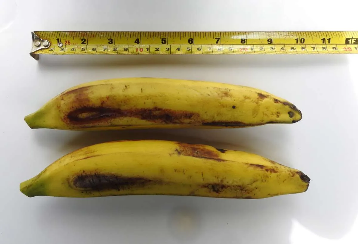 Kaum Pria Wajib Tahu, Ini 4 Ciri-Ciri Penis Sehat