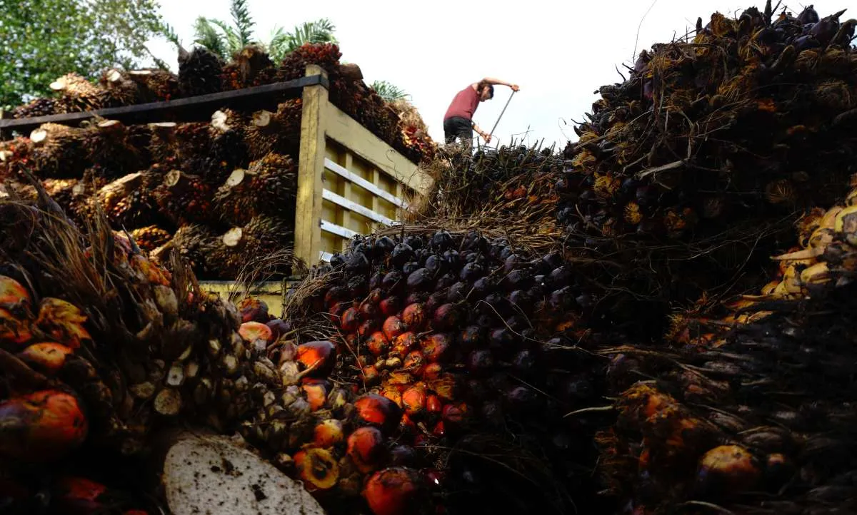SGRO dan AALI fokus jaga kinerja operasional di tengah tren kenaikan harga CPO