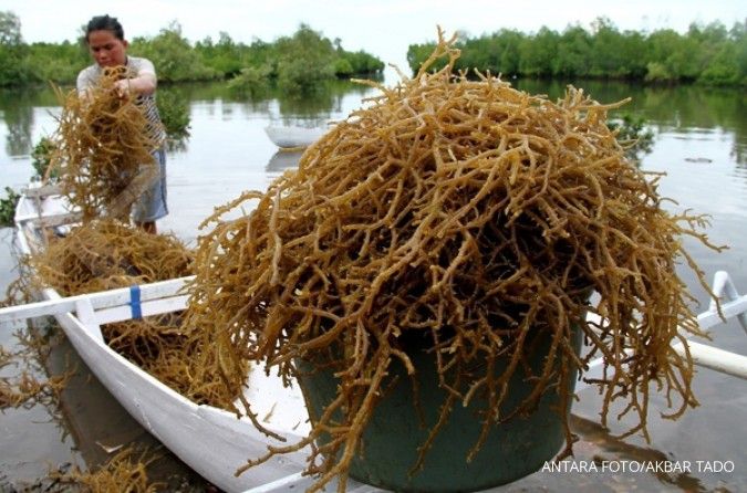Indonesia selamatkan pasar rumput laut AS