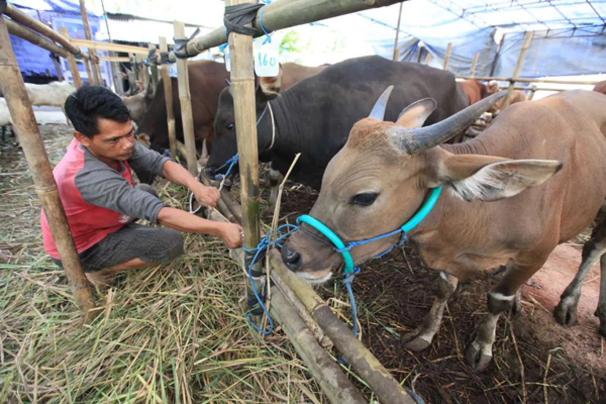 Catat Harga Kambing dan Sapi Kurban 2024 di Marketplace hingga Bank Qurban