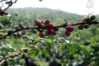 Harga Kopi Vietnam Stabil Kamis (20/8), Premium Robusta Indonesia Naik
